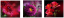 CANVAS FLOWERS 20x60