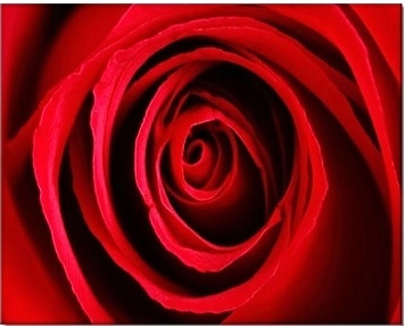 CANVAS rose red 40x50