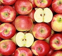 CANVAS apples 50x50