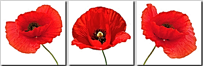 CANVAS RED POPPY 20x60