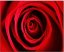 CANVAS rose red 40x50