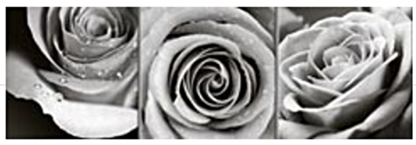 CANVAS 20x60 TRIO ROSES