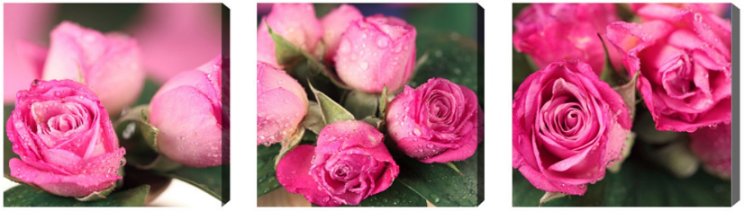 CANVAS ROSES 20x60
