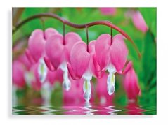 Bleeding Hearts Flowers Glass art 60x80