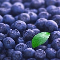 CANVAS blueberry 50x50