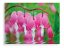 Bleeding Hearts Flowers Glass art 60x80