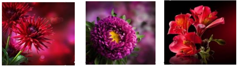 CANVAS FLOWERS 20x60