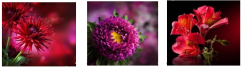 CANVAS FLOWERS 20x60