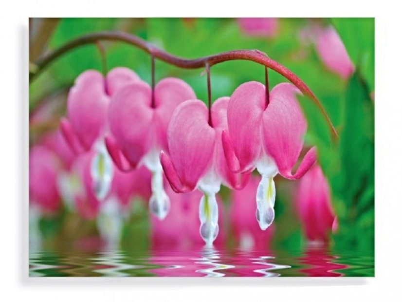 Bleeding Hearts Flowers Glass art 60x80