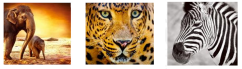 CANVAS JUNGLE 20x60
