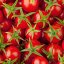 CANVAS cherry 50x50